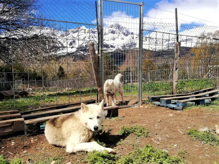 perros nórdicos mushing de Tena Park