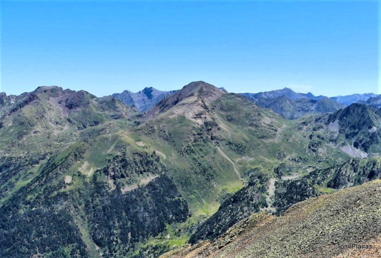 Pica Roja Pirineo Catalán