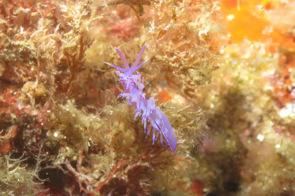 nudibranquio, 