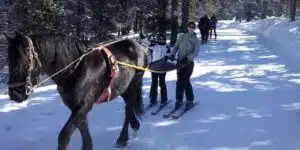 caballos de Mérens ski-joëring